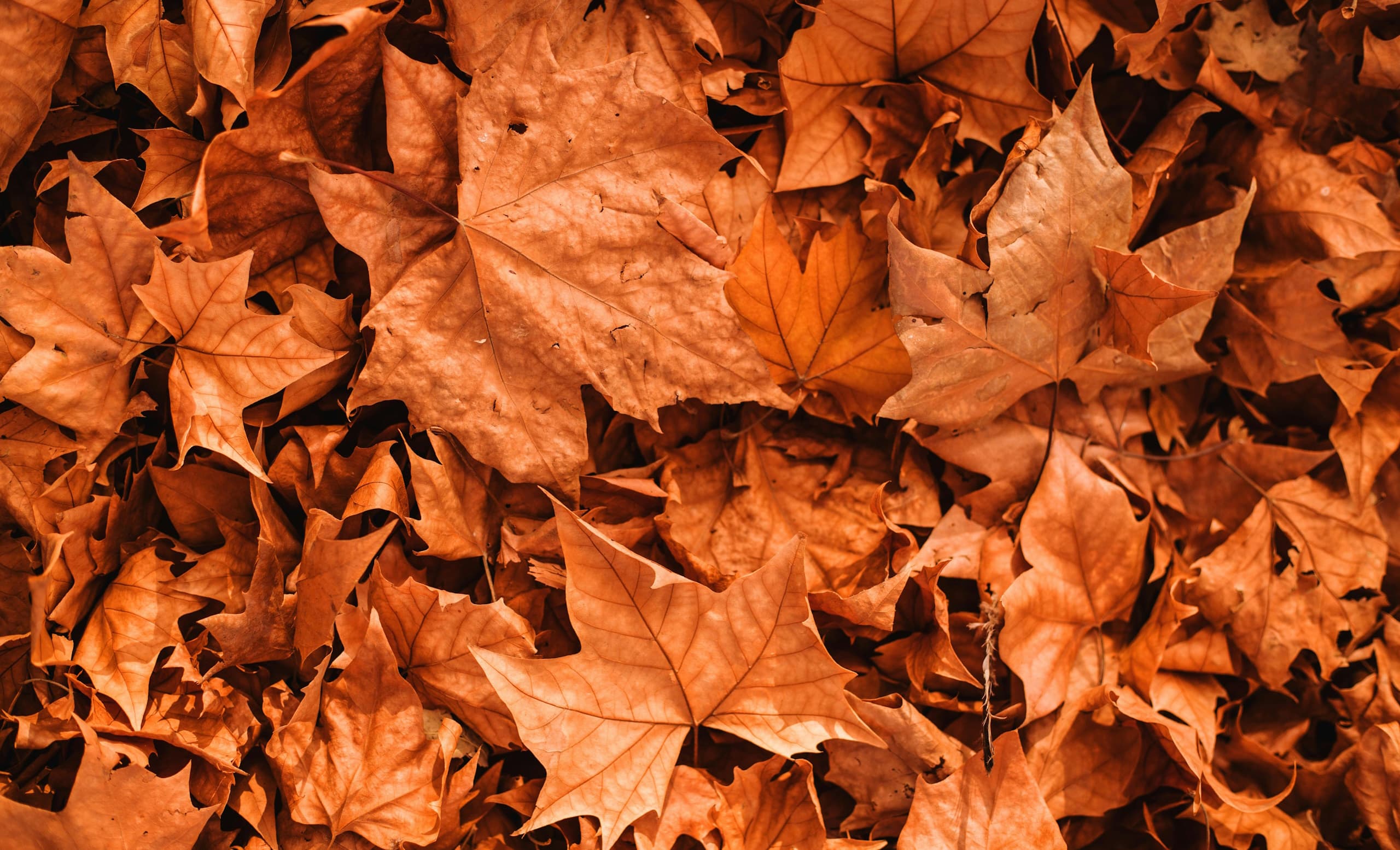 Fall Maintenance / Fall Home Maintenance / Home Maintenance / Tips / Maintenance Tips / Home Maintenance Tips / Disaster Blaster