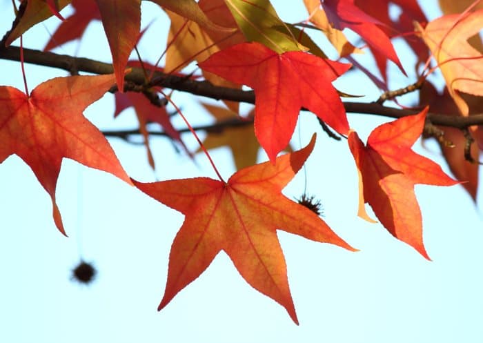 Fall Leaves