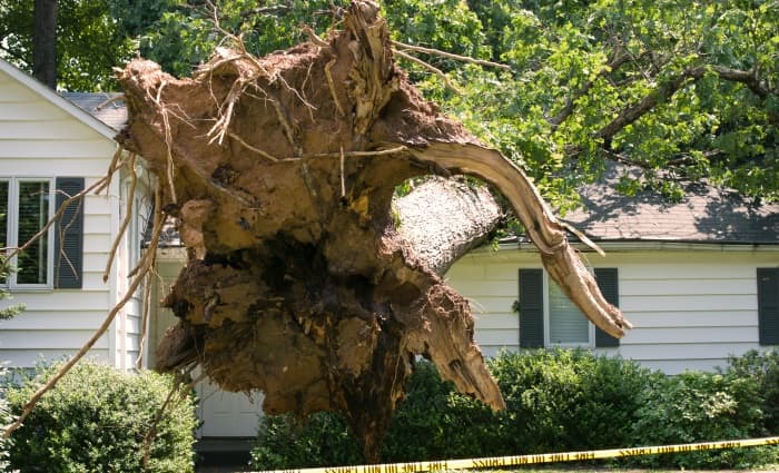 Fallen tree, Tree on house from storm
