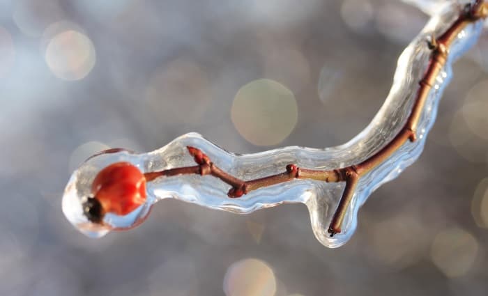 Frozen ice on tree branch