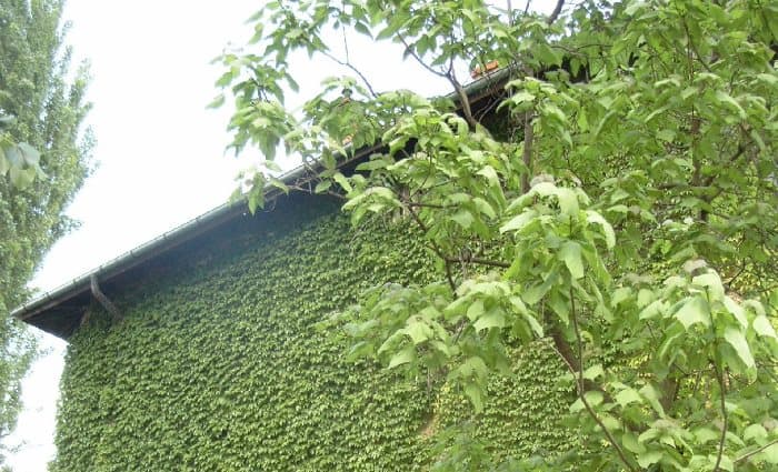 House with ivy growing up it