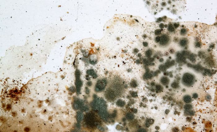 Mold
