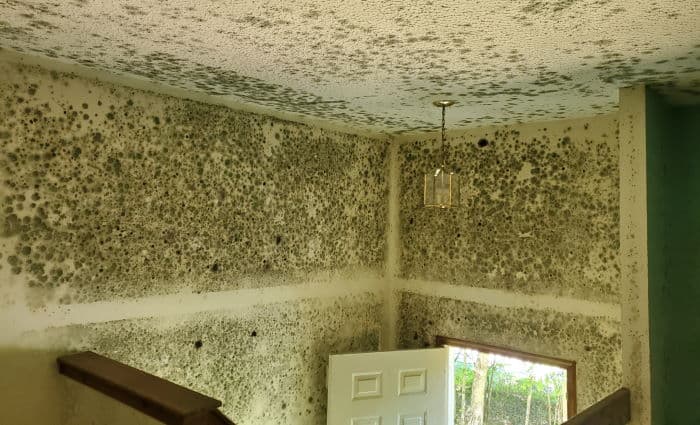 Mold