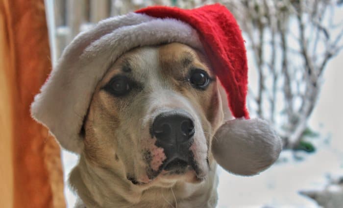 Dog ready for winter