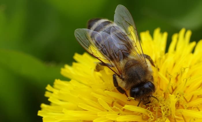 Bee on flower in spring